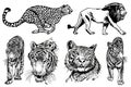 Graphical set of tigers and lions isolated on white background,vector hand-drawn illustration for tattoo and printing Royalty Free Stock Photo