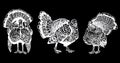 Graphical set of turkeys isolated on black , vector thanksgiving element, farmbird