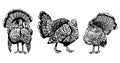 Graphical set of turkeys isolated on white , vector thanksgiving element, farmbird