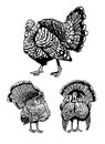 Graphical set of turkeys isolated on white , vector thanksgiving element