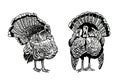 Graphical set of turkeys isolated on white , vector thanksgiving element