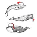 Graphical set of whales in Santa Claus hat isolated on white background. Sperm whale, blue whale and Greenland right whale Royalty Free Stock Photo