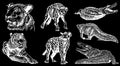 Graphical set of wild animals isolated on black background.