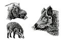 Graphical set of wild hog pigs isolated on white background,vector illustration