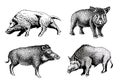 Graphical set of wild hogs isolated on white background, jpg illustration