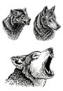 Graphical set of wolfs isolated on white background,vector illustration of forest animal Royalty Free Stock Photo