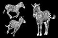 Graphical set of zebra isolated on black background, vector illustration Royalty Free Stock Photo