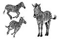 Graphical set of zebra isolated on white background, vector illustration