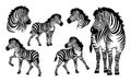 Graphical set of zebras isolated on white background Royalty Free Stock Photo