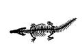 Graphical silhouette of crocodile skeleton on white,fossils Royalty Free Stock Photo