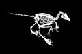 Graphical skeleton of Albertonykus isolated on black,vector fossils of alvarezsaurid dinosaur from the Maastrichtian-age