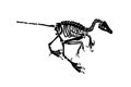 Graphical skeleton of Albertonykus isolated ,vector fossils of alvarezsaurid dinosaur from the Maastrichtian-age