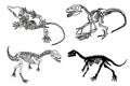 Graphical skeletons of dinosaurs on white background,vector drawing,paleontology Royalty Free Stock Photo