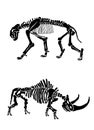 Graphical  skeletons of wooly rhino and saber- toothed tiger isolated on white, paleontology elements, vector illustration Royalty Free Stock Photo