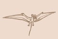 Graphical sketch of pterodactyl ,vector vintage illustration