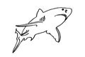 Graphical sketch of shark on white background, underwater life. Vector illustration, great white shark element Royalty Free Stock Photo