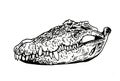 Graphical skull of crocodile isolated on white background, vector element of fossil Royalty Free Stock Photo