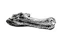 Graphical skull of crocodile isolated on white background, vector element of fossil Royalty Free Stock Photo