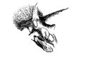 Graphical skull of triceratops isolated on white ,jpg illustration
