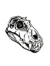 Graphical skull of titanophoneus isolated on white,element of paleontology