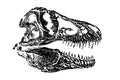 Graphical skull of tyrannosaurus isolated on white ,jpg illustration