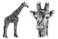 Graphical two giraffes isolated on white background, African animal vector illustration