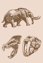 Graphical two skulls of saber-toothed tiger and mammoth ,ice period animals vector elements on sepia background