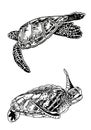 Graphical two tortises swimming on white background isolated, aquatic animal element Royalty Free Stock Photo