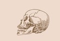 Graphical vintage drawing of Mayan skull , long skull of ancient tribe, vector illustration.