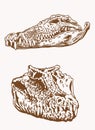 Graphical vintage heads of crocodile, sepia background, vector skull Royalty Free Stock Photo