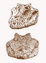 Graphical vintage heads of crocodile, sepia background, vector skull