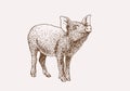 Graphical vintage illustration of pig, sepia background,vector