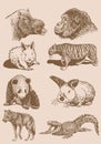 Graphical vintage set of animals , sepia background,vector illustration. Zoology. Elements for design Royalty Free Stock Photo