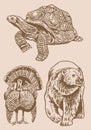 Graphical vintage set of animals on sepia background,vector illustration. Zoology Royalty Free Stock Photo