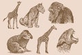 Graphical vintage set of animals on sepia background,vector illustration. Zoology Royalty Free Stock Photo