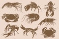 Graphical vintage set of crabs,shrimps and lobsters isolated ,sepia background,vector engraved illustration, sea-food Royalty Free Stock Photo