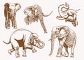 Graphical vintage set of elephants, vector illustration, African animal