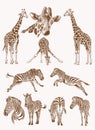 Graphical vintage set of savanna animals , sepia background,vector illustration