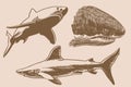 Graphical vintage set of sharks, great white sharks. Vector illustration