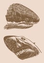 Graphical vintage set of sharks , great white sharks. Vector illustration