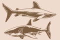 Graphical vintage set of sharks, great white sharks. Vector illustration