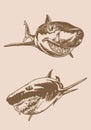 Graphical vintage set of sharks, great white sharks. Vector illustration