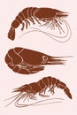 Graphical vintage set of shrimps,vector sea food