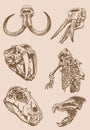 Graphical vintage set of skulls and skeleton of bear ,sepia background,vector elements