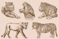 Graphical vintage set of tigers and lions on sepia background,vector hand-drawn illustration for tattoo and printing Royalty Free Stock Photo