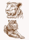 Graphical vintage set of tigers, sepia background,vector illustration