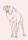 Graphical vintage sketch of camel , vector lined illustration, doodle drawing