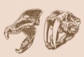 Graphical vintage two skulls of saber-toothed tiger,paleontological vector elements