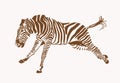 Graphical vintage zebra running ,sepia background, vector illustration Royalty Free Stock Photo