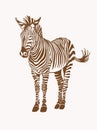 Graphical vintage zebra ,sepia background, vector illustration